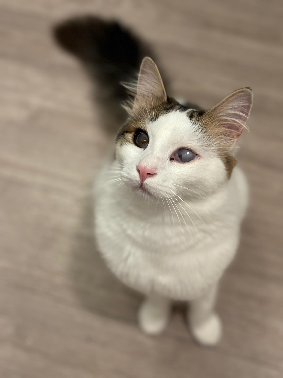 Zoro